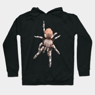 Nhandu chromatus Sticker Tarantula Spider Arachnid Hoodie